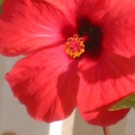 Apartman Hibiskus Бол Екстер'єр фото