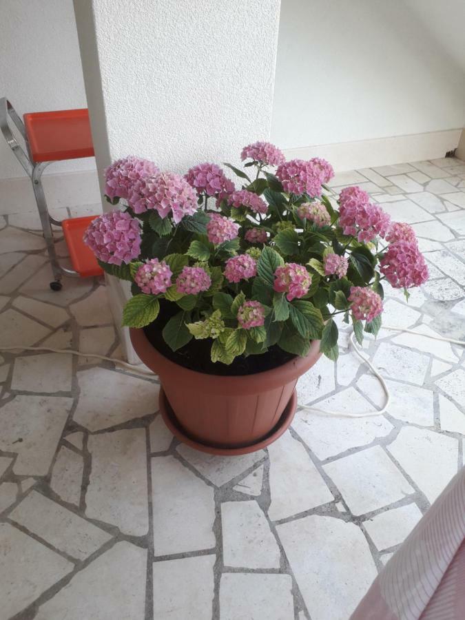 Apartman Hibiskus Бол Екстер'єр фото